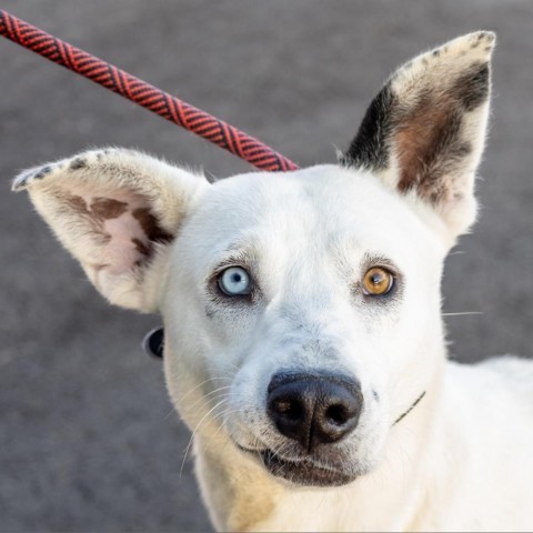 Jackie, an adoptable Mixed Breed in Las Cruces, NM, 88012 | Photo Image 5