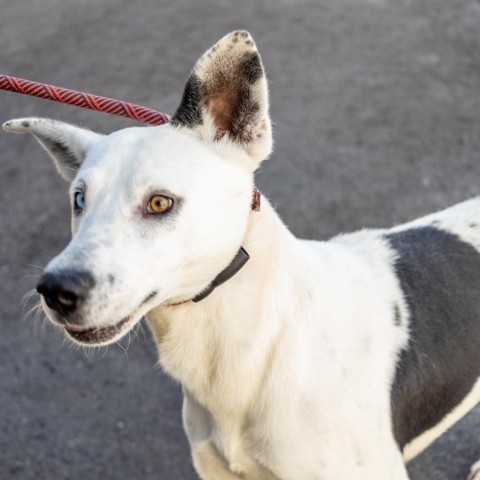 Jackie, an adoptable Mixed Breed in Las Cruces, NM, 88012 | Photo Image 6
