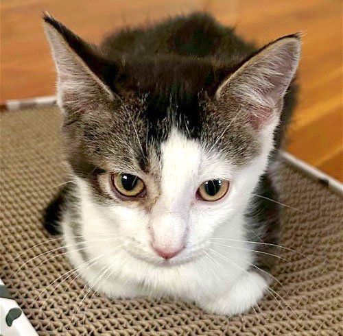 Keiji, an adoptable Domestic Medium Hair in Laramie, WY, 82073 | Photo Image 1