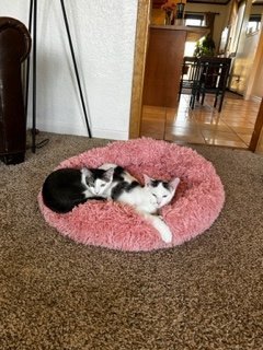 Keiji, an adoptable Domestic Medium Hair in Laramie, WY, 82073 | Photo Image 3