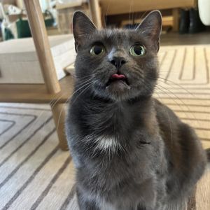 Hi My name is Lilo My daughter Stitch and I were found by the kind people at Stray Cat Alliance