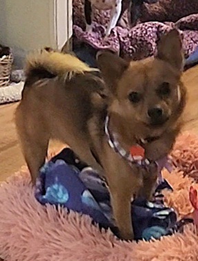 Trixie, an adoptable Chihuahua, Pomeranian in Columbia, MO, 65201 | Photo Image 1