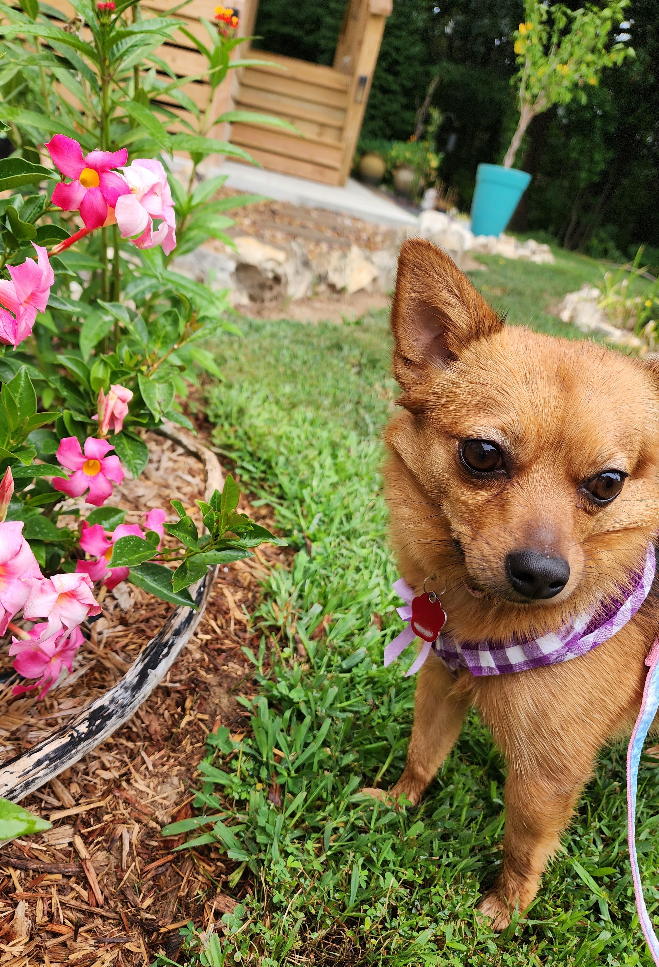 Trixie, an adoptable Chihuahua, Pomeranian in Columbia, MO, 65201 | Photo Image 2