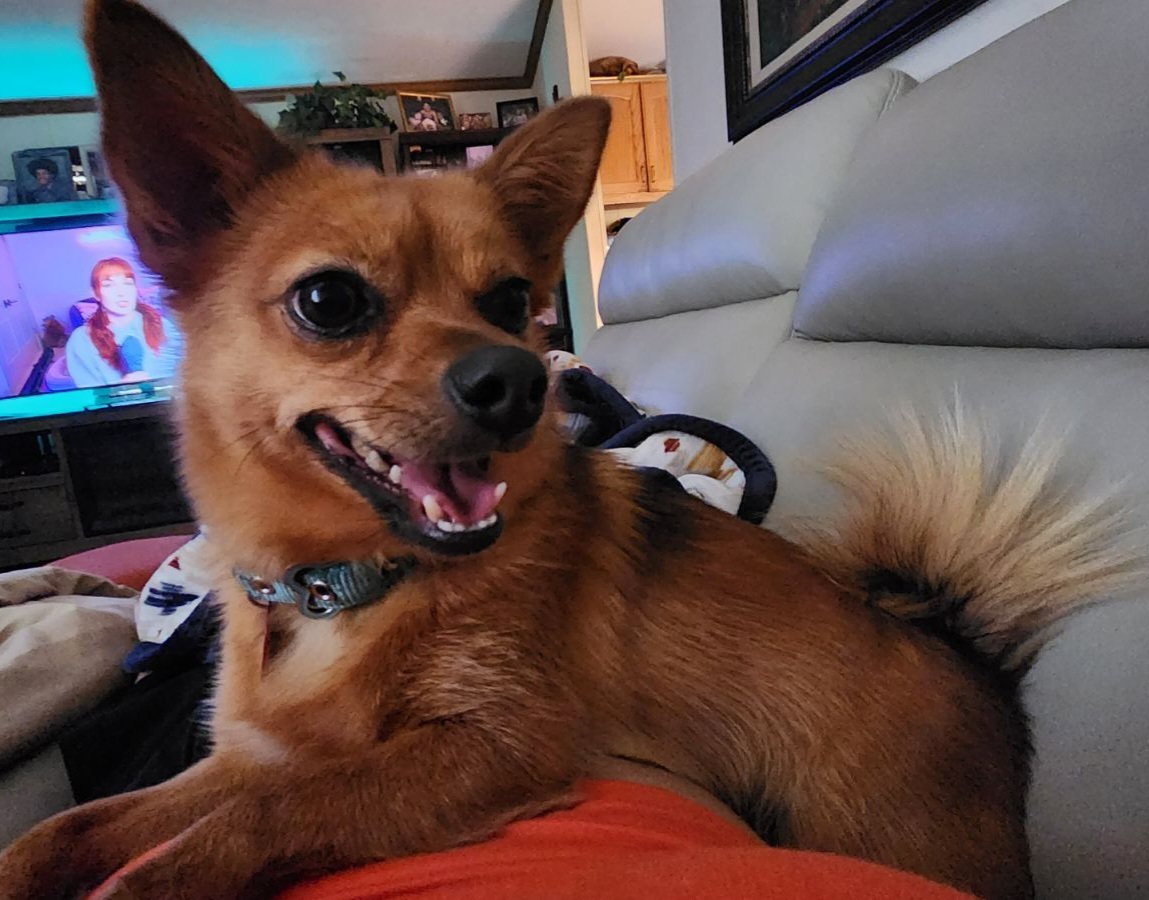 Trixie, an adoptable Chihuahua, Pomeranian in Columbia, MO, 65201 | Photo Image 3