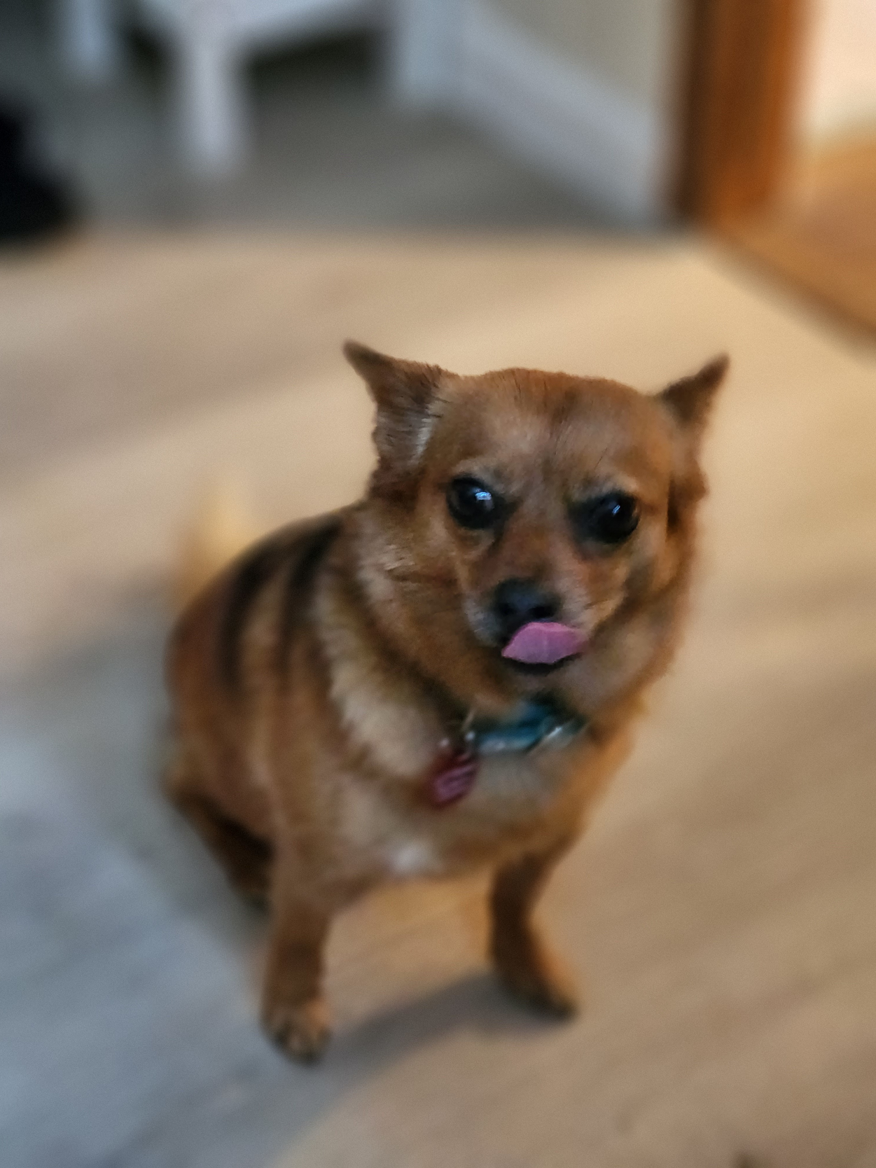 Trixie, an adoptable Chihuahua, Pomeranian in Columbia, MO, 65201 | Photo Image 4