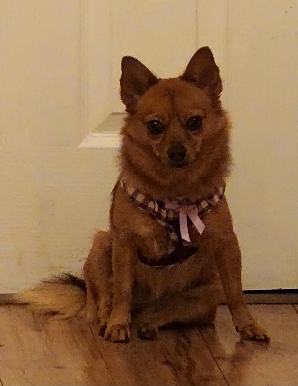 Trixie, an adoptable Chihuahua, Pomeranian in Columbia, MO, 65201 | Photo Image 5