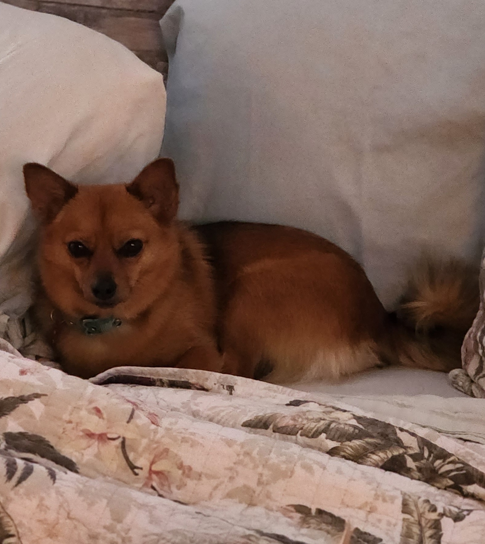 Trixie, an adoptable Chihuahua, Pomeranian in Columbia, MO, 65201 | Photo Image 6
