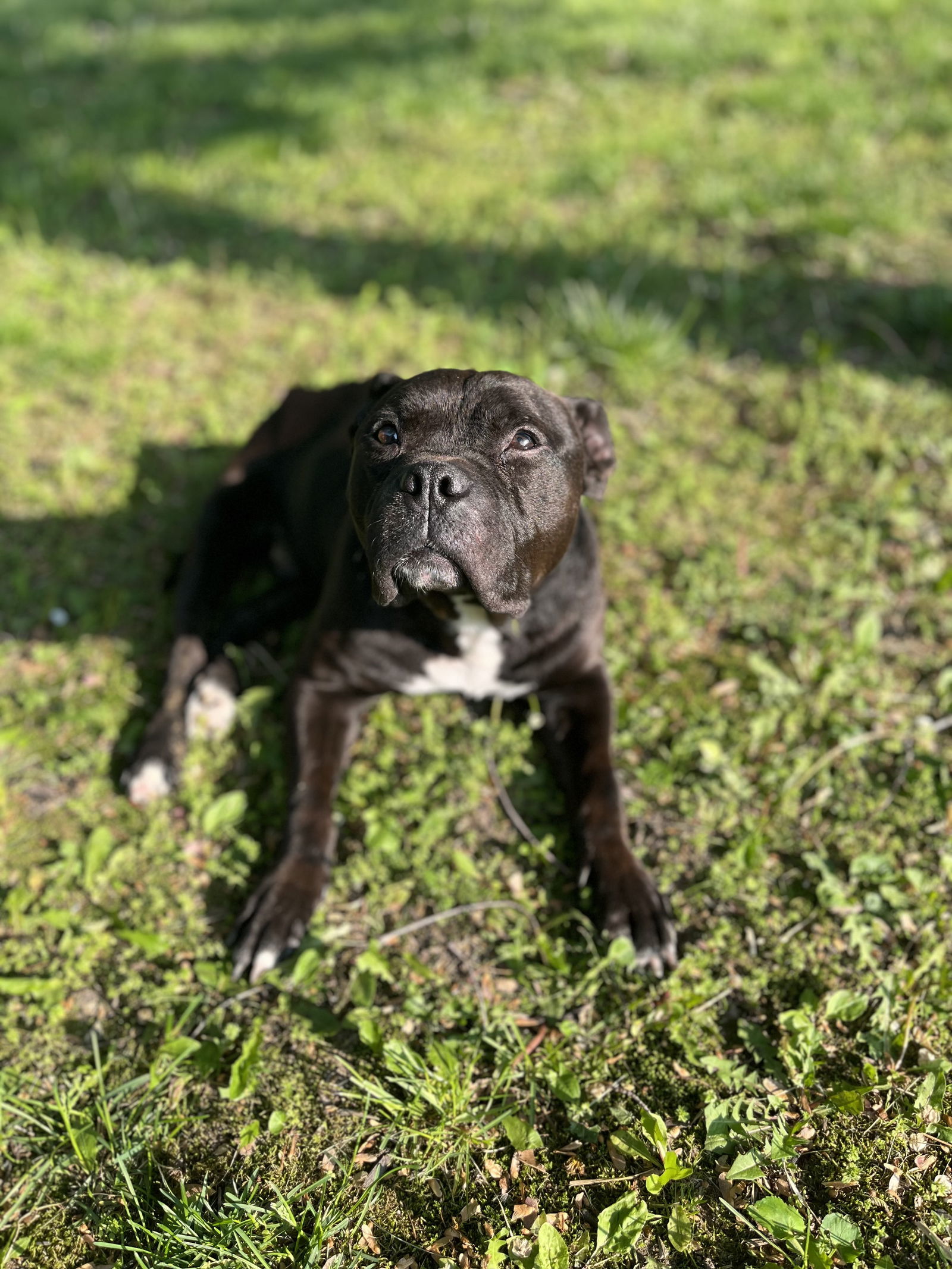 Mario, an adoptable Pit Bull Terrier in Cedar Rapids, IA, 52405 | Photo Image 1