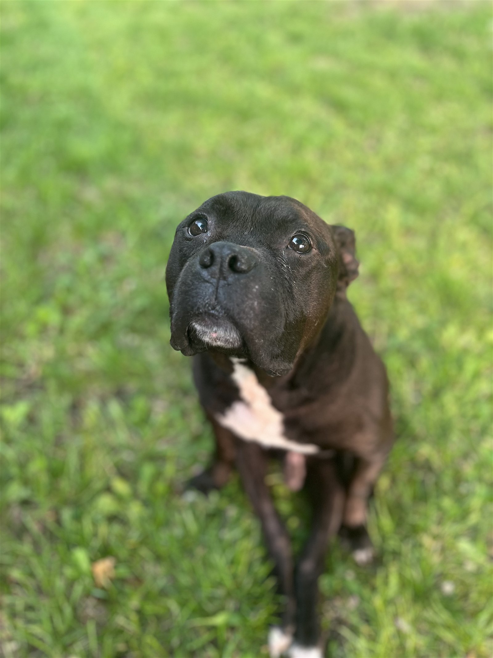 Mario, an adoptable Pit Bull Terrier in Cedar Rapids, IA, 52405 | Photo Image 2