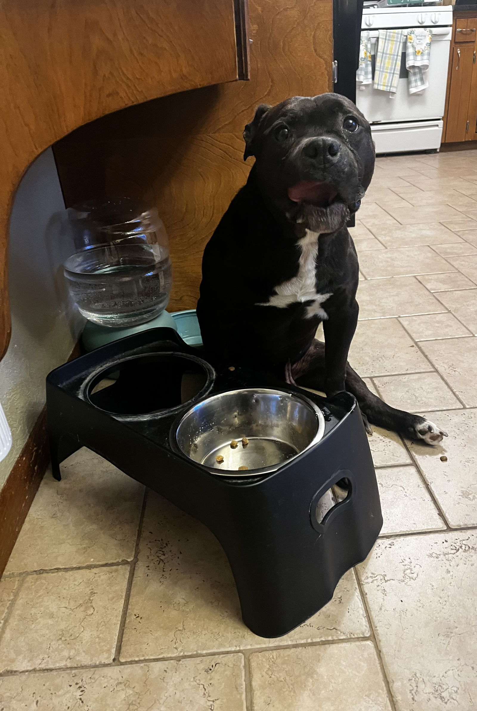 Mario, an adoptable Pit Bull Terrier in Cedar Rapids, IA, 52405 | Photo Image 3