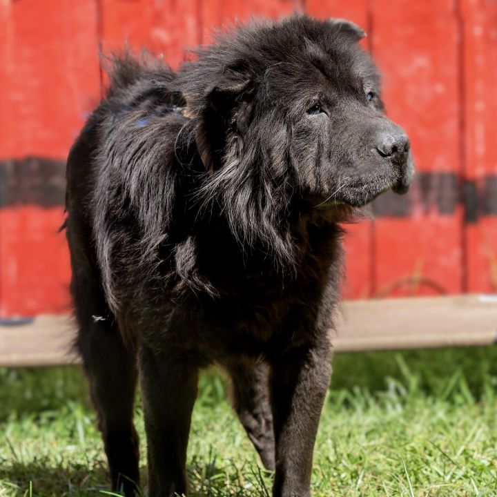 Chow chow mixed with hotsell shar pei