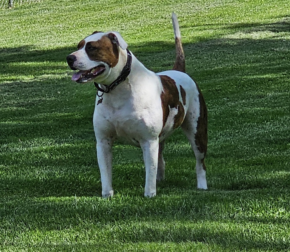 Leo, an adoptable Pit Bull Terrier in South Bend, IN, 46660 | Photo Image 1