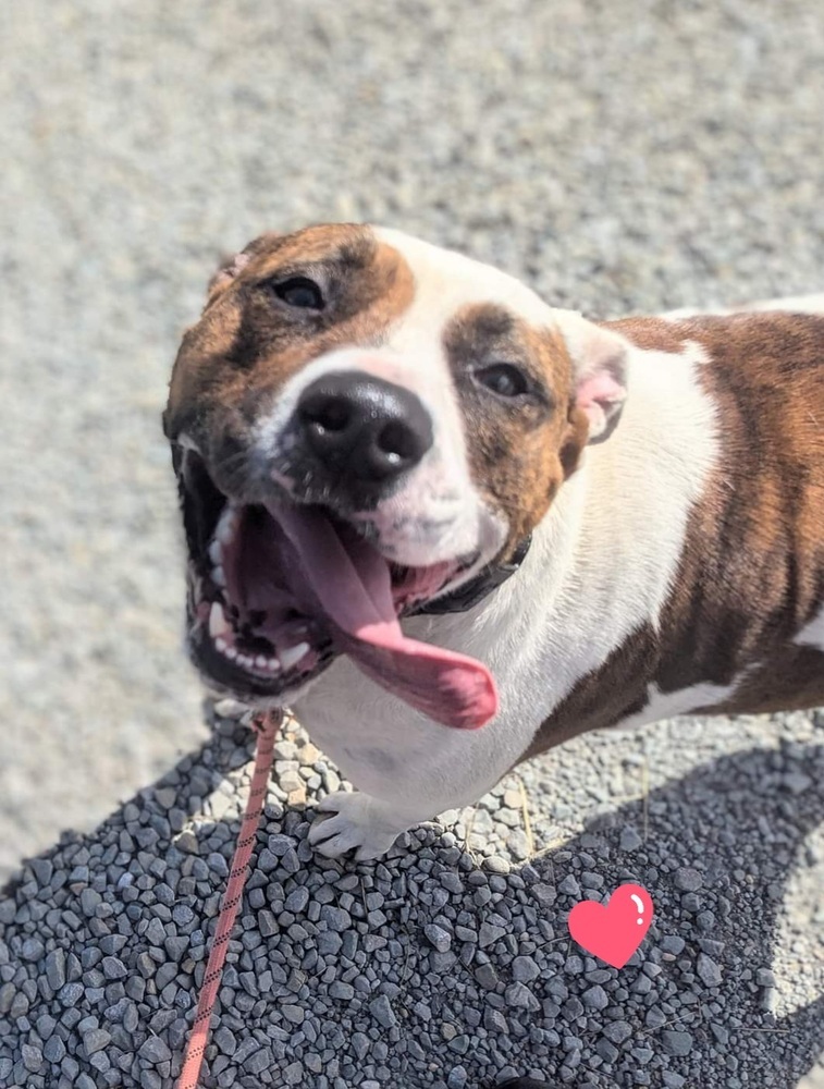 Leo, an adoptable Pit Bull Terrier in South Bend, IN, 46660 | Photo Image 2