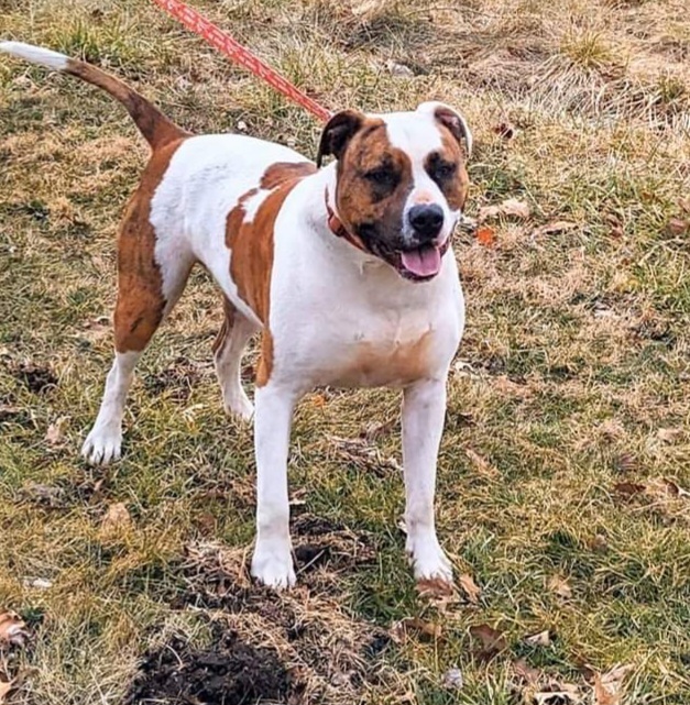 Leo, an adoptable Pit Bull Terrier in South Bend, IN, 46660 | Photo Image 3