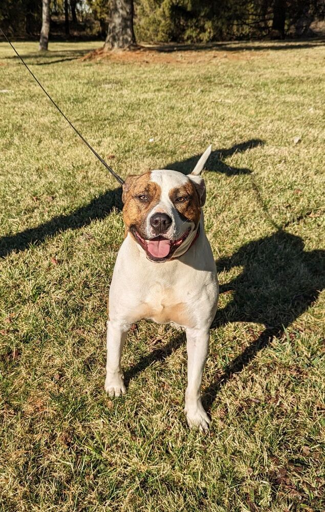 Leo, an adoptable Pit Bull Terrier in South Bend, IN, 46660 | Photo Image 4