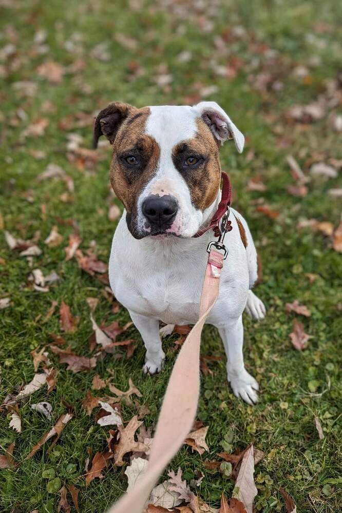 Leo, an adoptable Pit Bull Terrier in South Bend, IN, 46660 | Photo Image 5