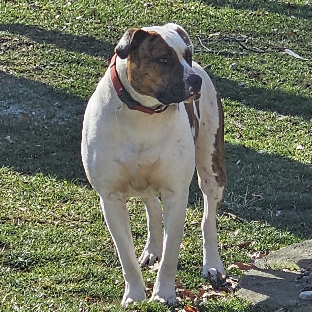 Leo, an adoptable Pit Bull Terrier in South Bend, IN, 46660 | Photo Image 6