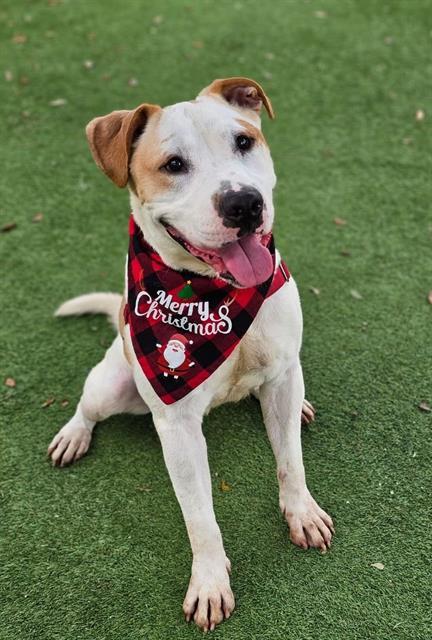 POPEYE, an adoptable Mixed Breed in Palmetto, FL, 34221 | Photo Image 1