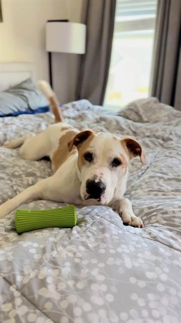 POPEYE, an adoptable Mixed Breed in Palmetto, FL, 34221 | Photo Image 1