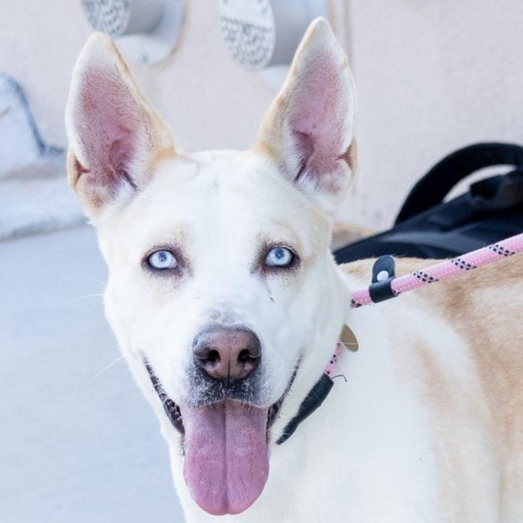 Frosty, an adoptable Mixed Breed in Las Cruces, NM, 88012 | Photo Image 1