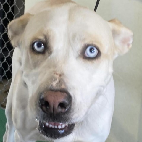 Frosty, an adoptable Mixed Breed in Las Cruces, NM, 88012 | Photo Image 4