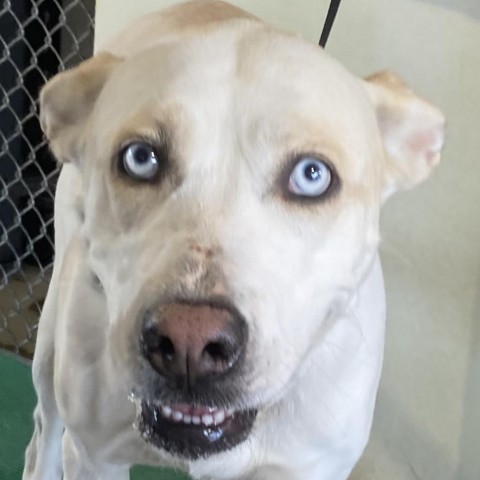 Frosty, an adoptable Mixed Breed in Las Cruces, NM, 88012 | Photo Image 5