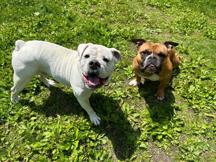 American bulldog mixed with best sale english bulldog