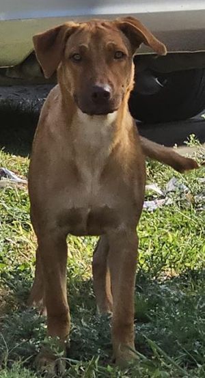 SUKI