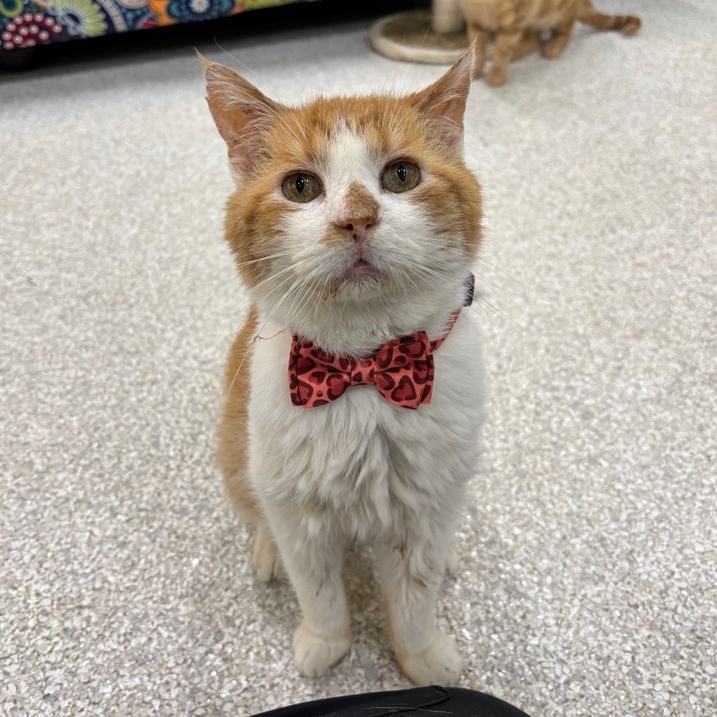 Tipper, an adoptable Domestic Short Hair in Mount Juliet, TN, 37122 | Photo Image 1