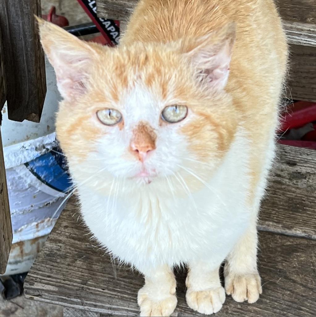 Tipper, an adoptable Domestic Short Hair in Mount Juliet, TN, 37122 | Photo Image 2