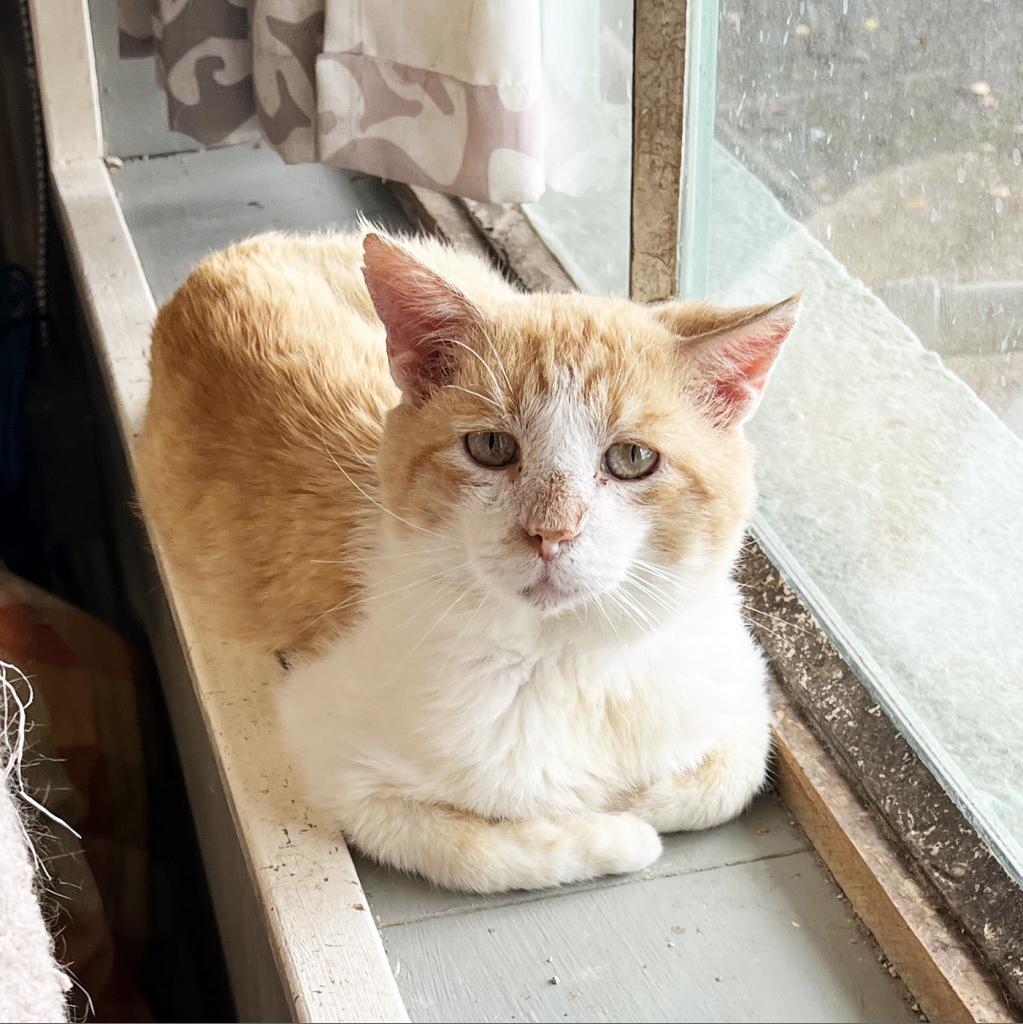 Tipper, an adoptable Domestic Short Hair in Mount Juliet, TN, 37122 | Photo Image 3