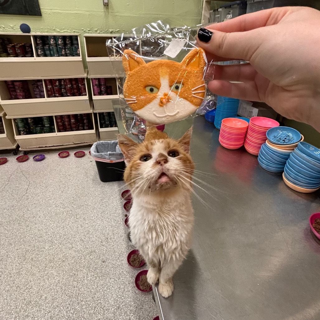 Tipper, an adoptable Domestic Short Hair in Mount Juliet, TN, 37122 | Photo Image 4