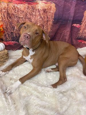 BOOMER (APOLLO) #3