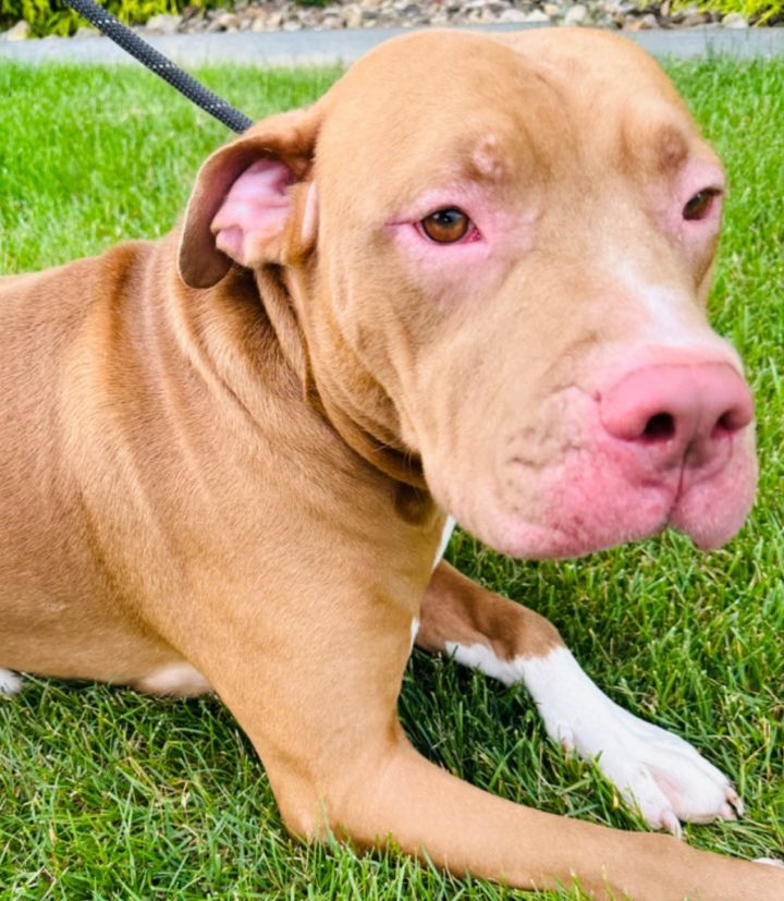 BOOMER (APOLLO) #3 4
