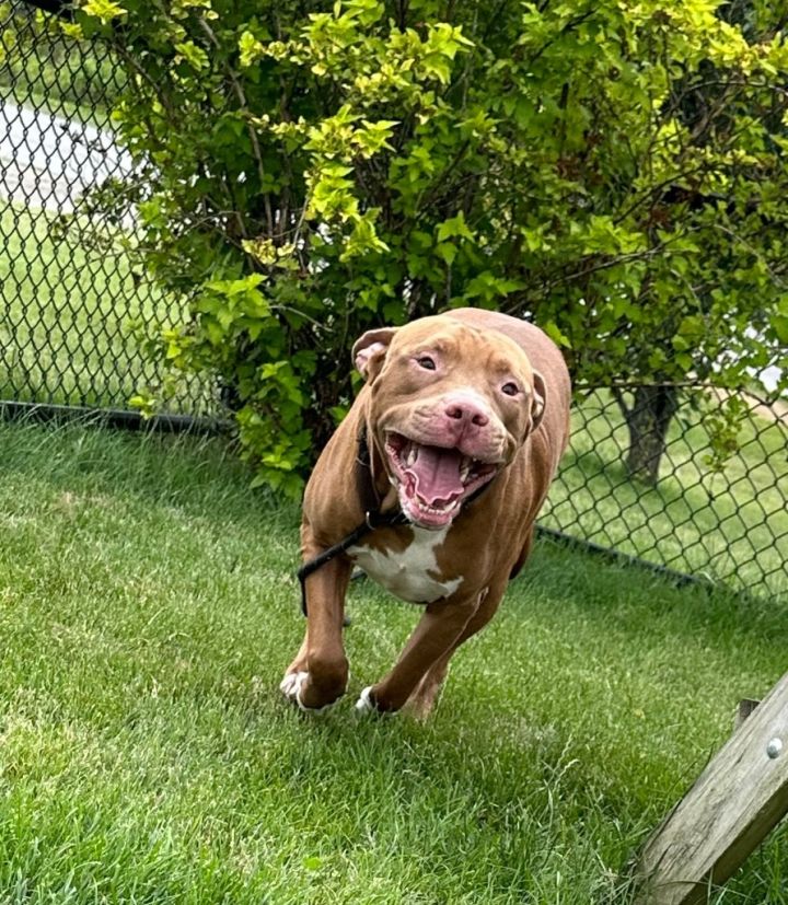 BOOMER (APOLLO) #3 6