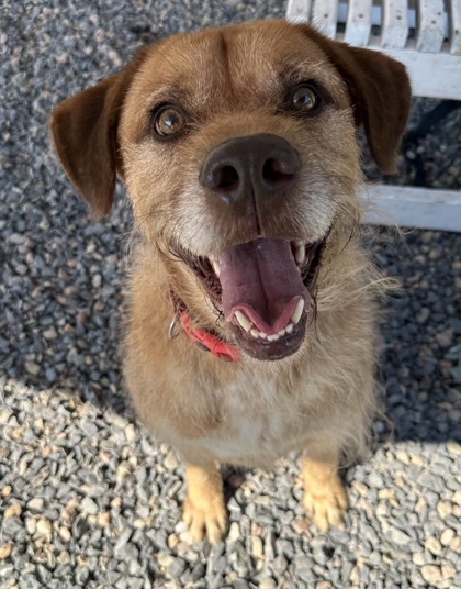 Hondo, an adoptable Fox Terrier, Mixed Breed in Cumberland, MD, 21502 | Photo Image 2