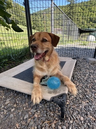 Hondo, an adoptable Fox Terrier, Mixed Breed in Cumberland, MD, 21502 | Photo Image 3
