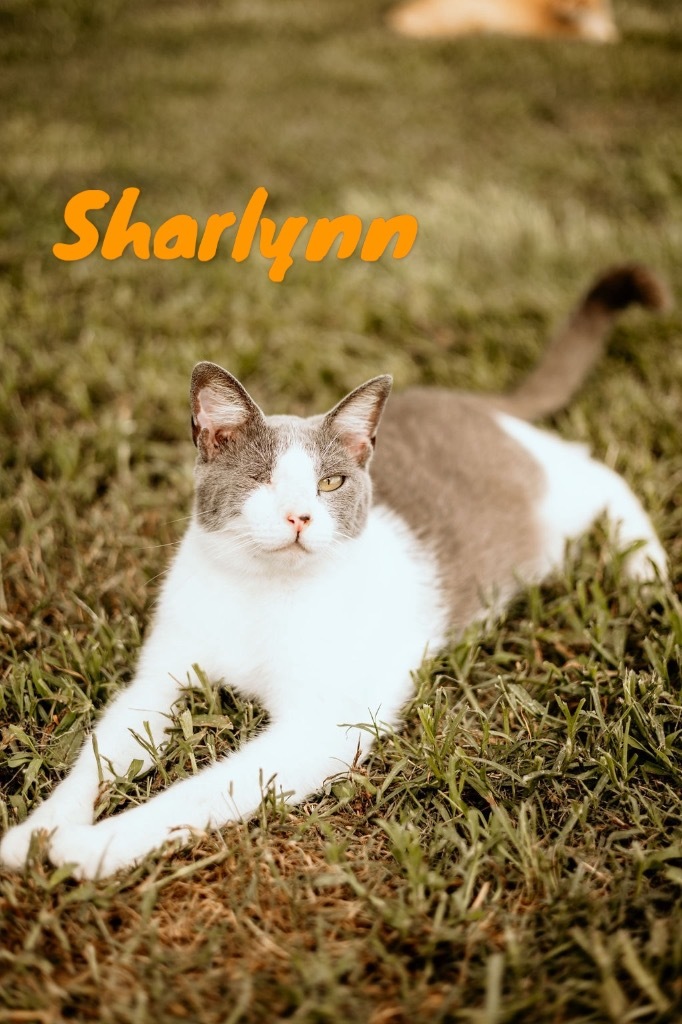 Sharlynn, an adoptable Domestic Short Hair in Nashville, GA, 31639 | Photo Image 1