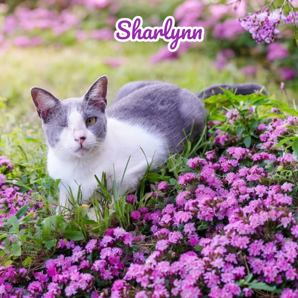 Sharlynn, an adoptable Domestic Short Hair in Nashville, GA, 31639 | Photo Image 1