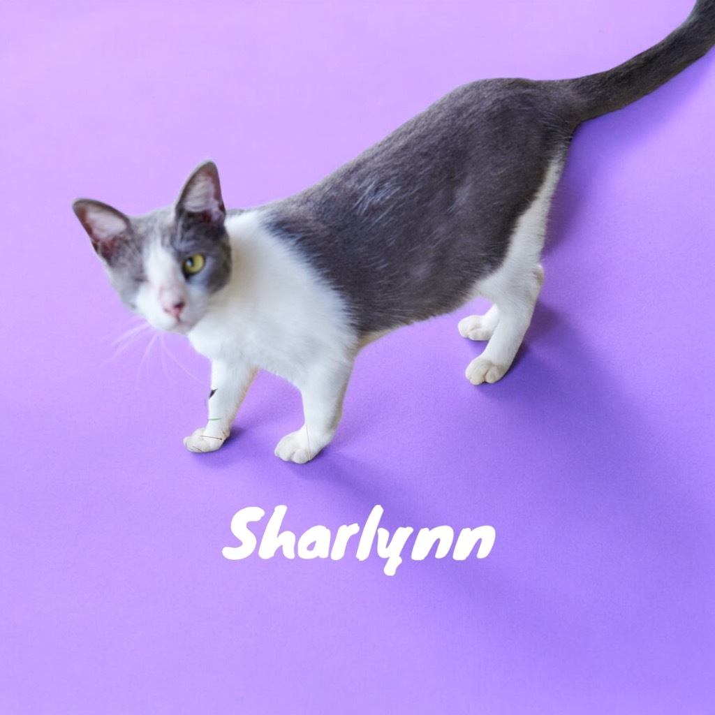 Sharlynn, an adoptable Domestic Short Hair in Nashville, GA, 31639 | Photo Image 3