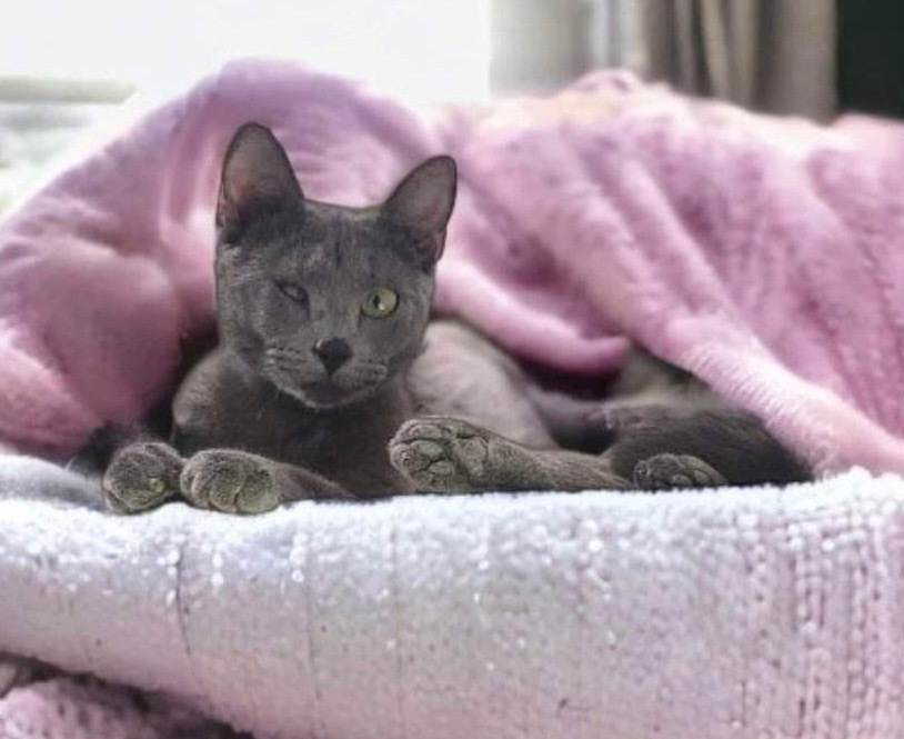 Lyra, an adoptable Domestic Short Hair, Russian Blue in Nashville, GA, 31639 | Photo Image 1