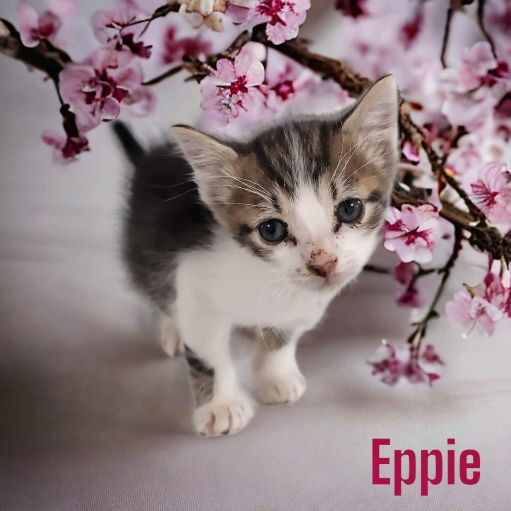 Eppie, an adoptable Domestic Short Hair in Nashville, GA, 31639 | Photo Image 1