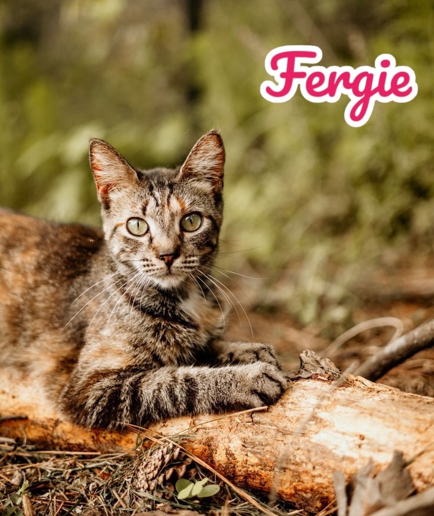 Fergie, an adoptable Domestic Short Hair in Nashville, GA, 31639 | Photo Image 1