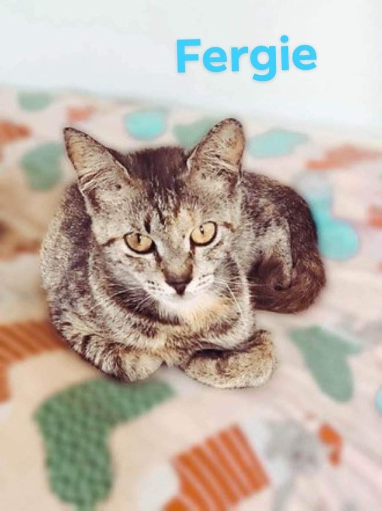 Fergie, an adoptable Domestic Short Hair in Nashville, GA, 31639 | Photo Image 2