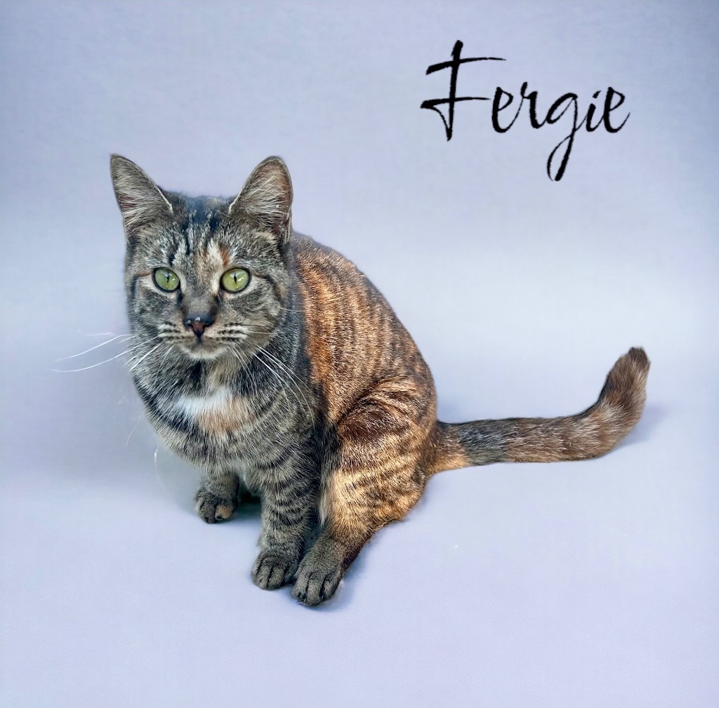 Fergie, an adoptable Domestic Short Hair in Nashville, GA, 31639 | Photo Image 3