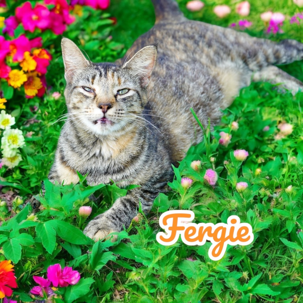 Fergie, an adoptable Domestic Short Hair in Nashville, GA, 31639 | Photo Image 4