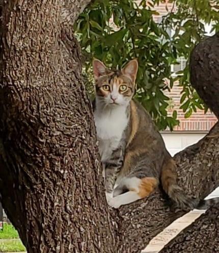 Spring W, an adoptable Domestic Short Hair, Torbie in Rosenberg, TX, 77471 | Photo Image 1