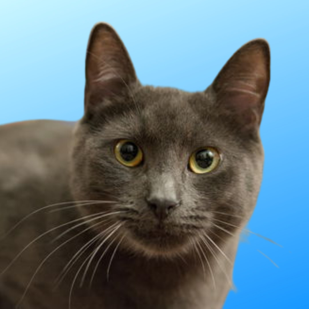 Graphene (bonded w/Clown Pants III), an adoptable Russian Blue, Domestic Short Hair in San Jose, CA, 95112 | Photo Image 1