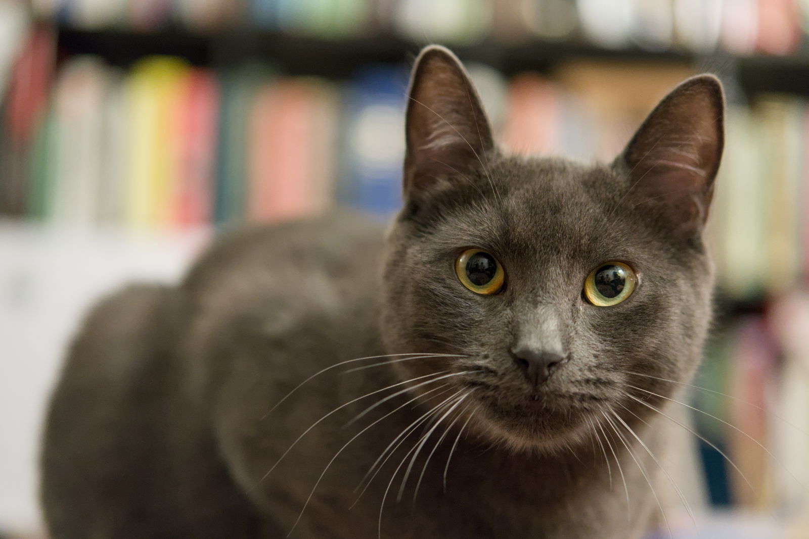 Graphene (bonded w/Clown Pants III), an adoptable Russian Blue, Domestic Short Hair in San Jose, CA, 95112 | Photo Image 2