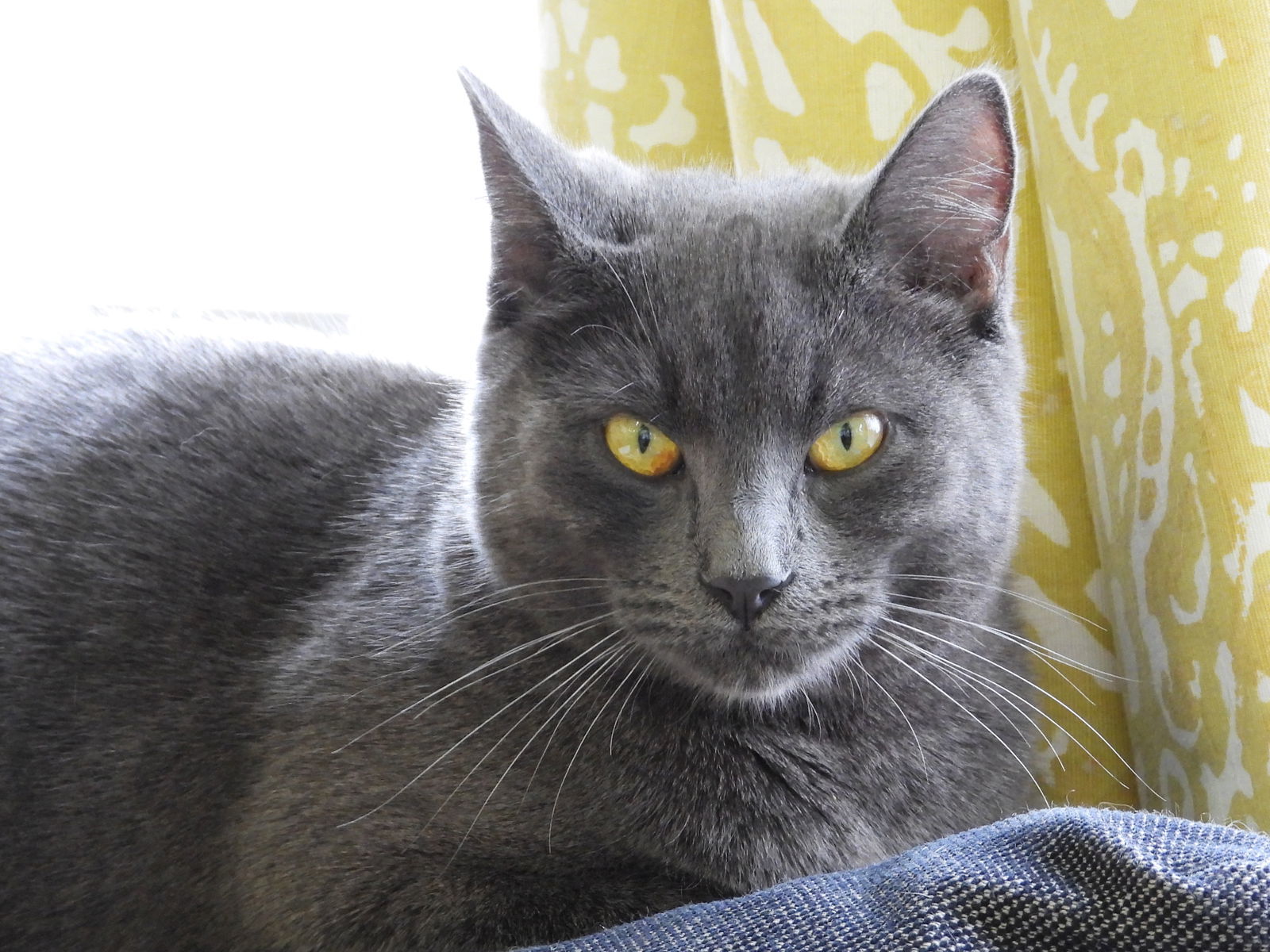 Graphene (bonded w/Clown Pants III), an adoptable Russian Blue, Domestic Short Hair in San Jose, CA, 95112 | Photo Image 3
